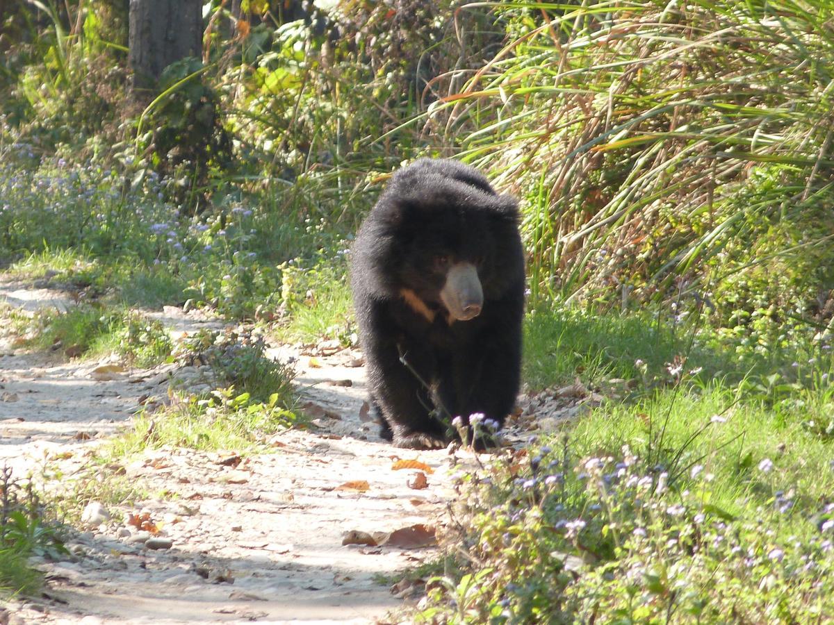 Rainbow Safari Resort Sauraha Bagian luar foto