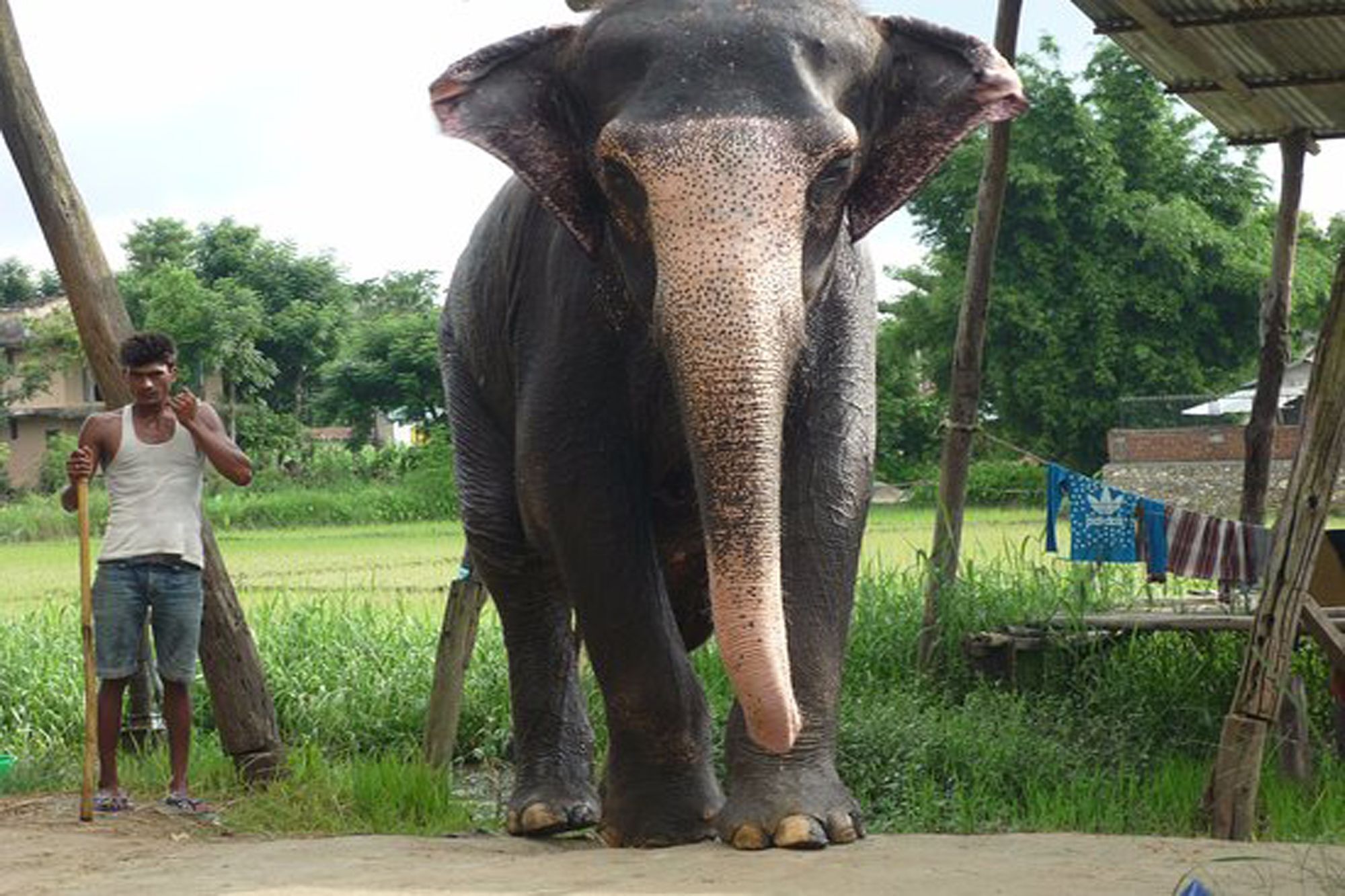 Rainbow Safari Resort Sauraha Bagian luar foto